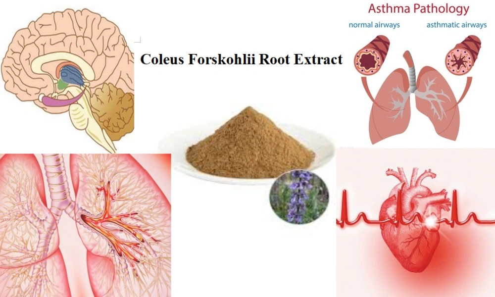 What is coleus forskohlii root extract